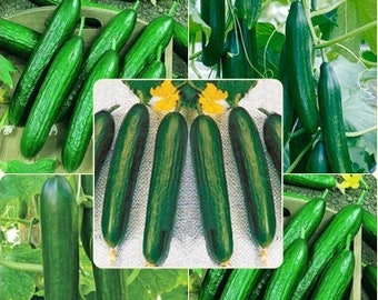 50 Seeds Super Beit Alpha Cucumber, Persian, Lebanese Cucumber, Fragrant Manny, Natural, Non GMO, Heirloom