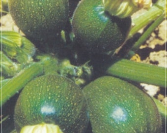 20 semillas de calabacín redondo, calabaza de verano, 8 bolas, bola dorada, natural, sin OMG, tradicional