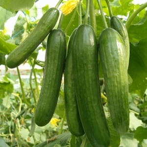 May include: A close-up of a bunch of green cucumbers hanging from a vine. The cucumbers are long and thin, with a smooth, glossy skin.