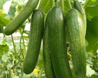 25 Seeds F1 Fragrant Beith Alpha Cucumber Seed, Persian, Lebanese, Manny Cucumber, Delicious, Durable