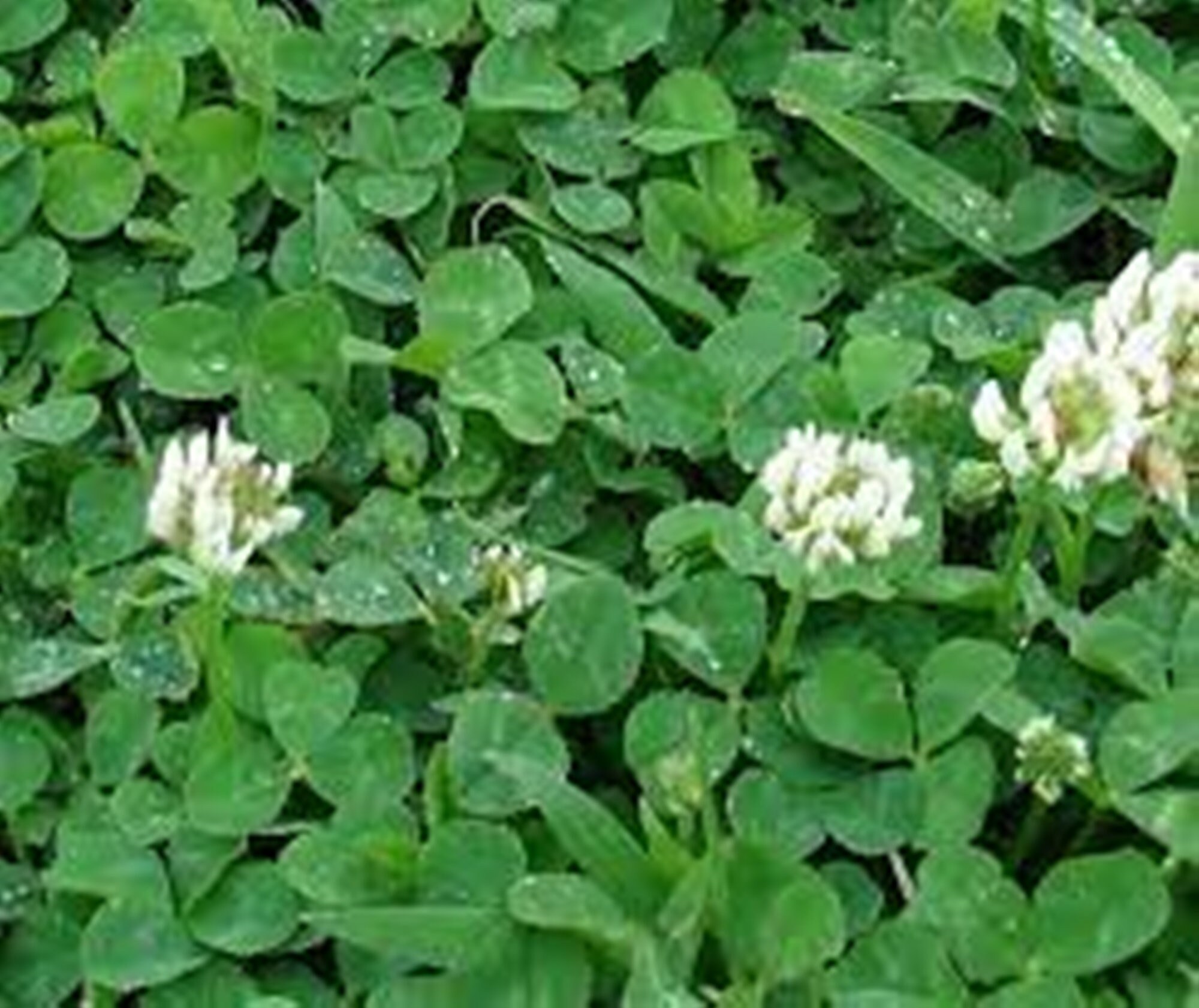 Dutch white 2024 clover seed