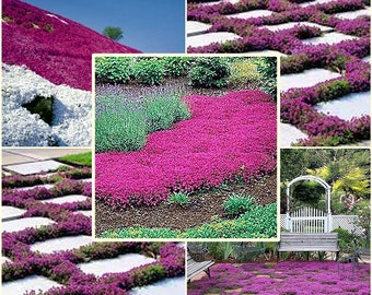 100 nasion tymianku płożącego, rzeżuchy pospolitej, Thymus Praecox Coccineus, naturalnego, bez GMO