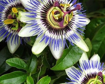 20 Seeds Passionflower Seeds, Passiflora Caerulea Natural, Non GMO, Heirloom