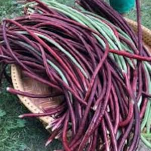 Può includere: Un grande cesto pieno di fagiolini lunghi e sottili, di colore viola e verde. I fagiolini sono raggruppati e pronti per essere cucinati.