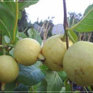 Op de afbeelding: Close-up van vier gele guaves die aan een tak groeien. De guaves zijn rond en hebben een gladde, licht hobbelige textuur.