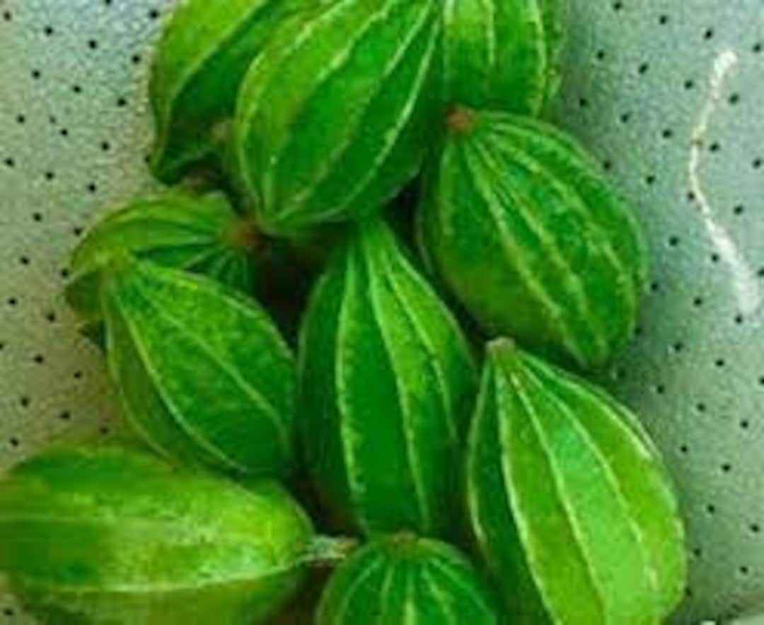 ミニリッジゴード5粒、ヘチマ、マノイオムアム、タイスポンジアングル