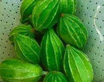 5 nasion Mini Ridge Gourd, Luffa, Manoi Om Am, Tajska gąbka kątowa Luffa, Cukinia kwadratowa, Prolific