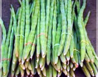3 Seeds Moringa Drumstick Seeds, Horseradish Tree, Malunggay, Natural