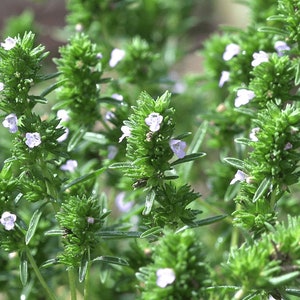 Spanish thyme - Etsy 日本