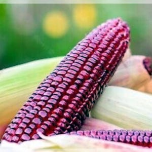 Könnte beinhalten: Nahaufnahme eines violetten Maiskolbens mit Hüllen. Die Maiskörner sind tief dunkelviolett.
