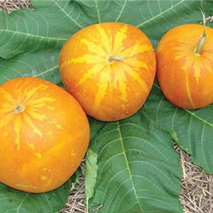 Könnte beinhalten: Drei orangefarbene Cantaloupe-Melonen mit gelben Streifen auf grünem Blattwerk.