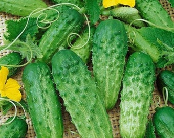 50 Samen von Gherkin Gurkensamen, Cornichons, Baby Pickles Burr Cucumber, Natürlich, Non GMO, Erbstück