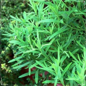 50 Seeds Natural Tarragon Seed, Estragon Herb, Natural, Non GMO, Heirloom, Artemisia Dracunculus