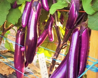 100 Seeds Purple Long Eggplant Seeds, Ai Qua Japanese, Aubergine Brinjaul Natural, Non GMO