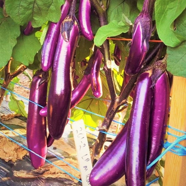 100 Seeds Purple Long Eggplant Seeds, Ai Qua Japanese, Aubergine Brinjaul Natural, Non GMO