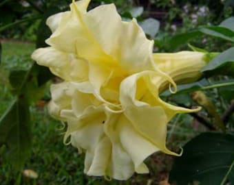 5 semillas de Datura Ballerina amarilla doble, fragante y perfumada, flor de trompeta de ángel multicapa.