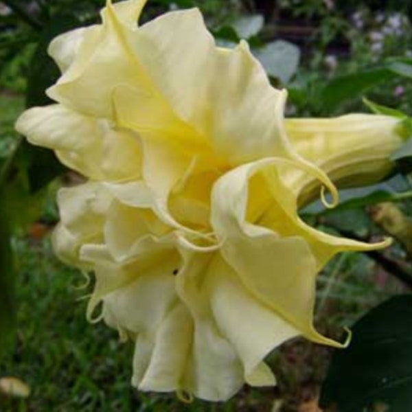 5 Seeds Perfume Fragrant Yellow Double Datura Ballerina Seed, Multilayered Angel Trumpet Flower