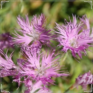 Könnte beinhalten: Nahaufnahme von rosa Wildblumen mit gefiederten Blütenblättern. Die Blüten sind in voller Blüte und haben ein zartes, luftiges Aussehen.