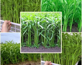 50 Seeds Chinese Convolvulus, Slender Bamboo, Thai Vegetables, Morning Glory, Non GMO