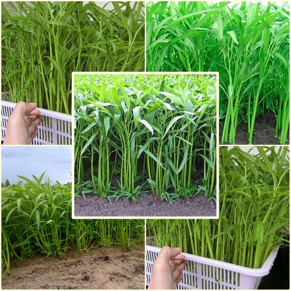 50 Seeds Chinese Convolvulus, Slender Bamboo, Thai Vegetables, Morning Glory, Non GMO