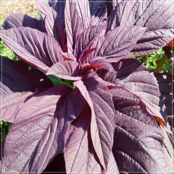 50 Seeds Red Amaranth Seed, Leafy Vegetables, Amaranth Herbs Red Beauty, Chinese Spinach, Natural, Non GMO