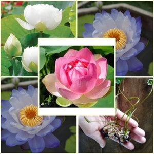 5 sementes de flor de lótus tailandesa, lótus nelumbo, lírio d'água, mistura de branco, rosa e azul, natural, sem OGM