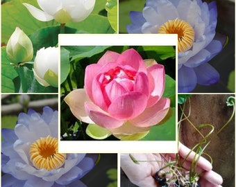 5 Seeds Thai Lotus Flower, Nelumbo Lotus, Water Lily, Mixed White Pink Blue, Natural, Non GMO