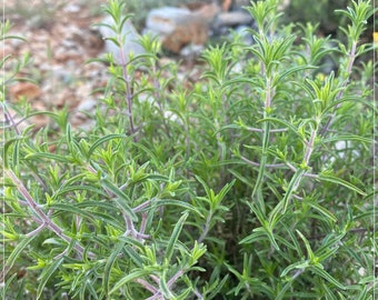 200 semillas de orégano natural, tomillo, hierbas aromáticas, naturales, sin OMG, reliquia