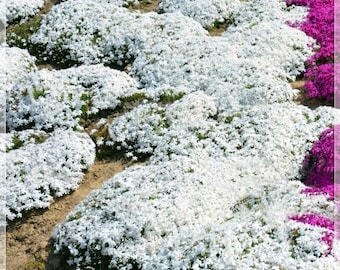 100 semi di timo strisciante bianco, Thymus Praecox Coccineus, naturale, non OGM