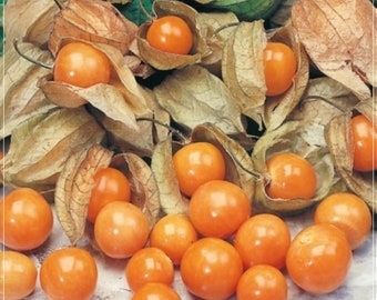 50 Seeds Ground Cherry, Cape Gooseberry Seed, Goldenberry, Fruit, Natural, Non GMO, Heirloom
