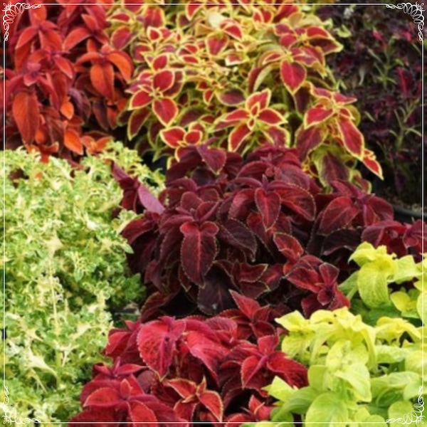 50 Seeds Mixed Color Coleus, Painted Nettle, Leaf Beauty Flower Seed, Natural, Non GMO, Heirloom