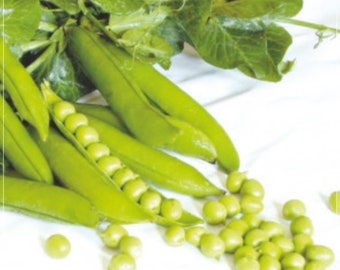 🟣 GUISANTE DE NIEVE PÚRPURA EZETHA – Más De 20 Semillas | Pisum Sativum | Exótico Y Fácil De Cultivar