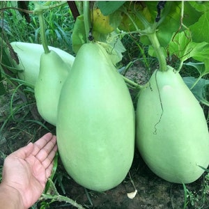 Puede incluir: Tres calabazas grandes de color verde claro colgando de una vid. Las calabazas tienen forma de pera y una superficie lisa ligeramente texturizada.