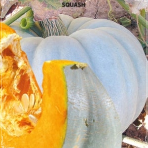 10 frön Chestnut Blue Doll pumpafrön, squashhonung, naturliga, icke-GMO, arvsgods, lätta att odla