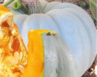 10 semillas de calabaza "Muñeca Azul Castaña", miel de calabaza, natural, sin OMG, reliquia, fácil de cultivar