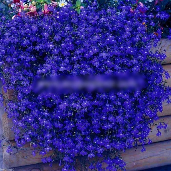 50 zaden grote blauwe bungelende Lobelia bloemzaden, erfstuk, Lobelia Pendula
