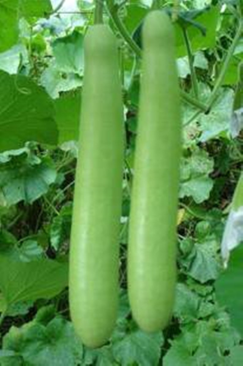 5 Seeds Thai Long Gourd Seeds, Bottle Gourd, Approx 1,50 m, Edible Squash Cucurbita Natural Heirloom image 5