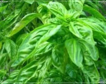 50 semillas de albahaca lima natural, hojas grandes, hierbas aromáticas, naturales, sin OMG, reliquia