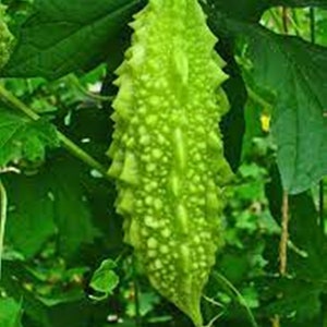 Puede incluir: Un melón amargo verde, también conocido como calabaza amarga, colgando de una vid. El melón tiene una textura abultada y verrugosa y es un ingrediente popular en la cocina asiática.