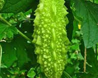 5 semillas de melón amargo tailandés, semillas de calabaza amarga, Momordica, naturales, sin OMG, variedad tradicional, frutas tailandesas