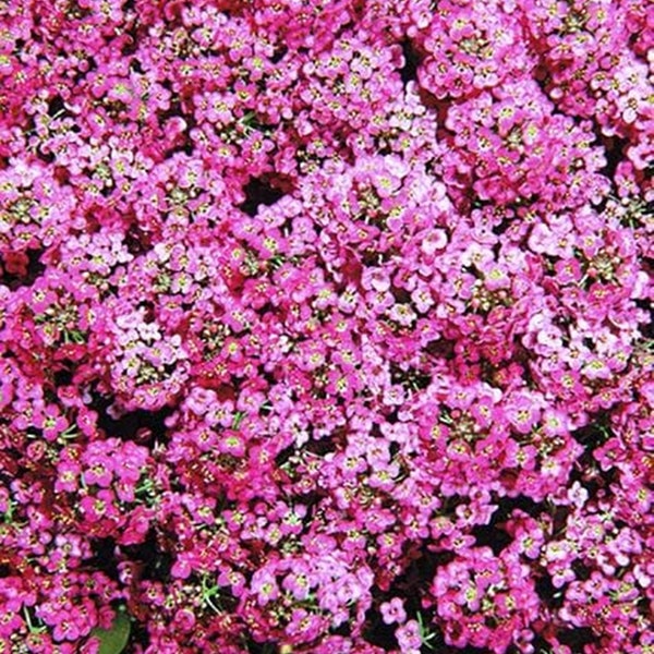 50 zaden roze geurige zoete Alyssum, Alison bloemzaad, koninklijk tapijt, Lobularia Maritima, natuurlijk, bodembedekker