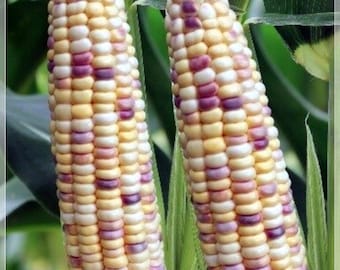 マルチカラーワキシーコーン種子 1000粒：黄色、白、黒 - Etsy 日本