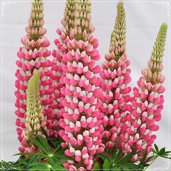 10 graines de lupin rose, fleur, naturelle, sans OGM, héritage, facile à cultiver