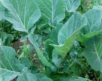 100 semillas de col negra rellena de hiedra, col rizada Acre Seed, natural, sin OMG, reliquia