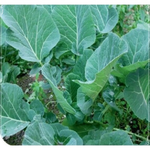 100 Samen Ivy Gefllt Schwarzmeer Schwarzkohl Samen, Acre Seed Kale,  Natrlich, Non GMO, Heirloom - Etsy.de
