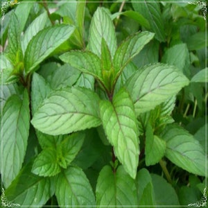 Puede incluir: Un primer plano de un parche de hojas de menta verde con tallos rojos. Las hojas están dispuestas en un racimo, con algunas hojas superpuestas a otras. Las hojas son lisas y tienen una forma ligeramente puntiaguda.