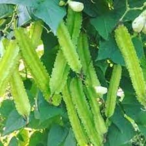 5 frön gröna vingar, drakböna, thailändsk grönsak, naturlig, icke-GMO