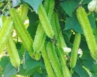 5 semillas de judías verdes aladas, judía dragón, verdura tailandesa, natural, sin OMG