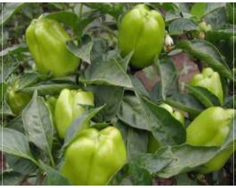 100 Seeds Sweet Upright Bell Pepper Seed, Stuffed California Wonder Green Pepper, Natural, Non GMO, Heirloom