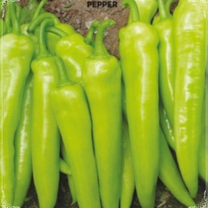 100 zaden Charleston-peperzaad, grote paprika, natuurlijk, niet-ggo, erfstuk